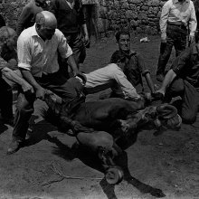 A rapa das bestas. San Lorenzo de Sabucedo, la estrada, Pontevedra, 1970